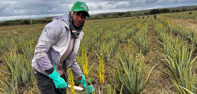 El impacto de la multinacional del “Oro Verde” en Monte Cristi: Movilizando US$8 millones