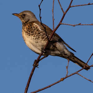 Iniciativa Global de la ONU contra la Captura Ilegal de Especies Migratorias