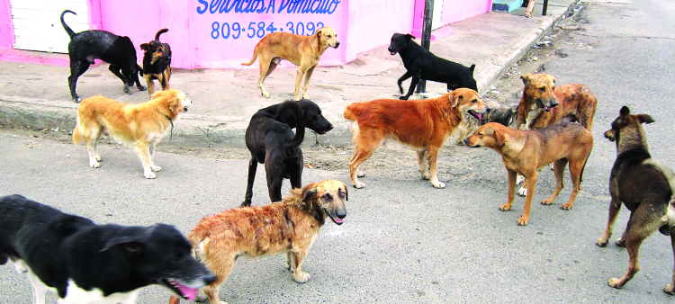 La Necesidad Urgente de Esterilizar para Controlar la Sobrepoblación de Animales Callejeros en la República Dominicana