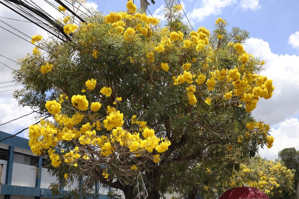 La magia del roble amarillo transforma el Distrito Nacional
