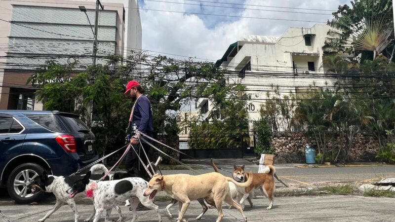 El Paseo Canino: Un Nuevo Horizonte en el Distrito Nacional