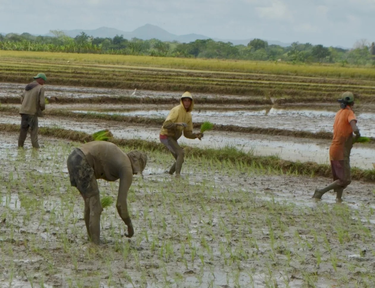 República Dominicana cierra brecha en la producción de arroz comparado con Estados Unidos