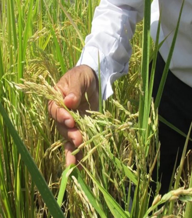 República Dominicana lidera la producción arrocera en el Caribe y Centroamérica