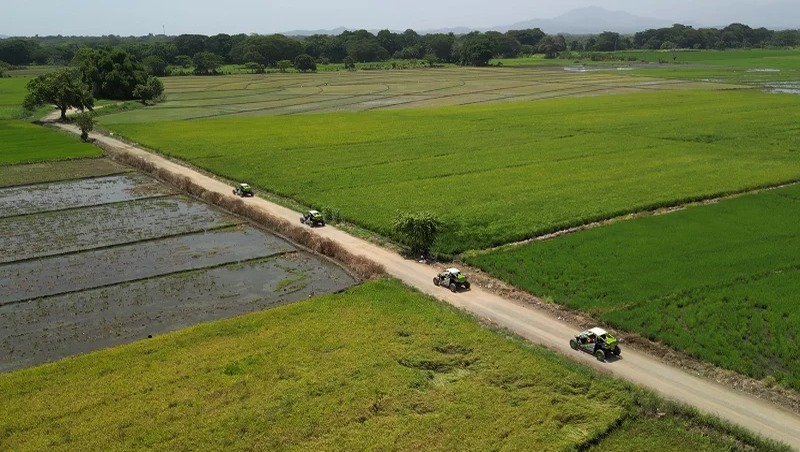 Desafíos climáticos y comerciales impactan la producción de arroz en RD