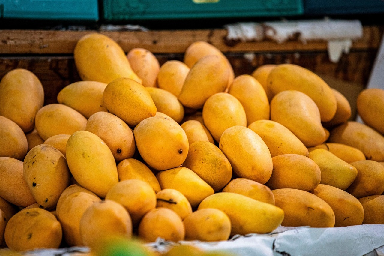 Mango banilejo conquista mercados internacionales con nuevas variedades