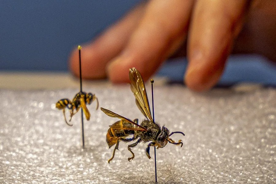 Estudio revela que el avispón asiático no incrementa las muertes por picaduras en España