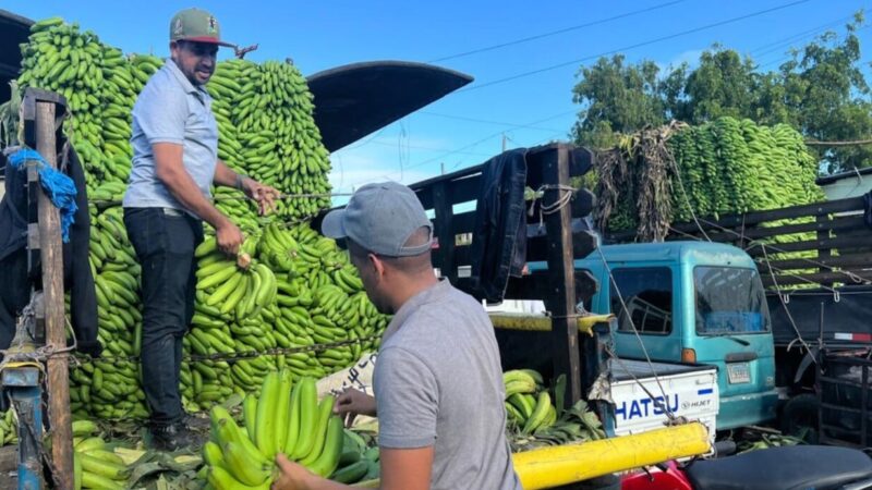 Aumento en el precio del guineo verde afecta a consumidores