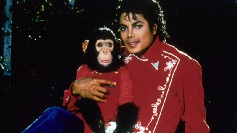 El destino de Bubbles: El chimpancé que compartió la vida con Michael Jackson