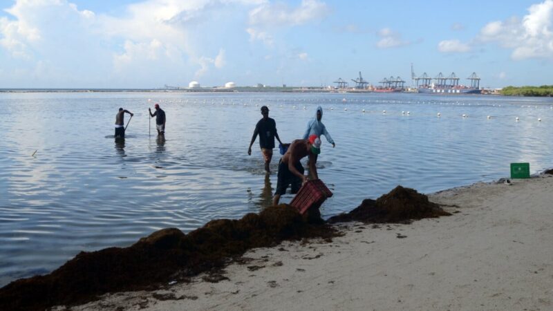 Acciones preventivas frente al impacto del sargazo en el Caribe