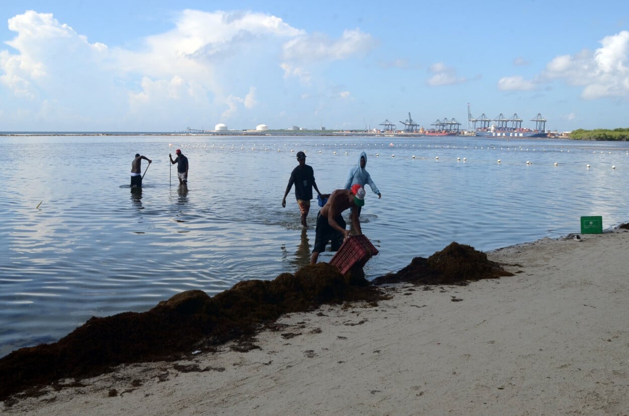 Acciones preventivas frente al impacto del sargazo en el Caribe