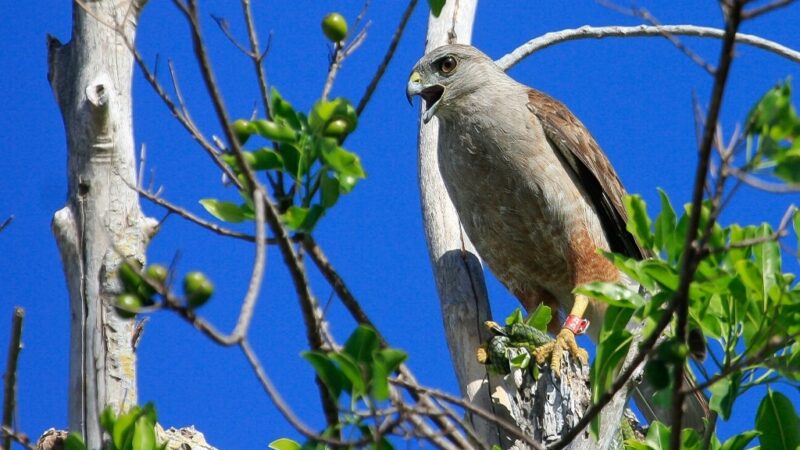 El gavilán de la Española: una joya natural en peligro de extinción