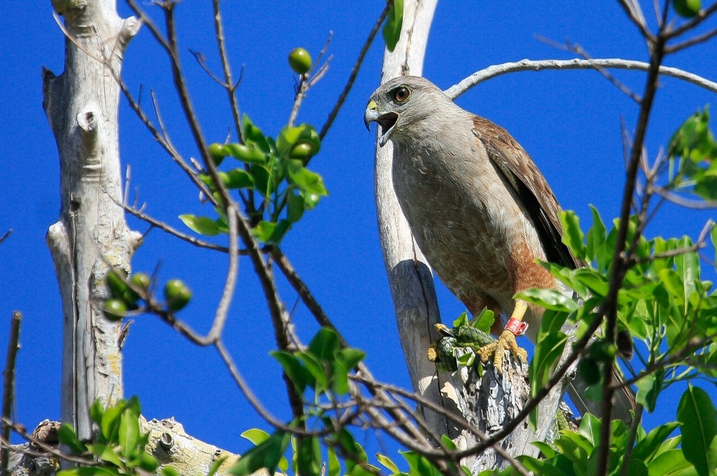 El gavilán de la Española: una joya natural en peligro de extinción
