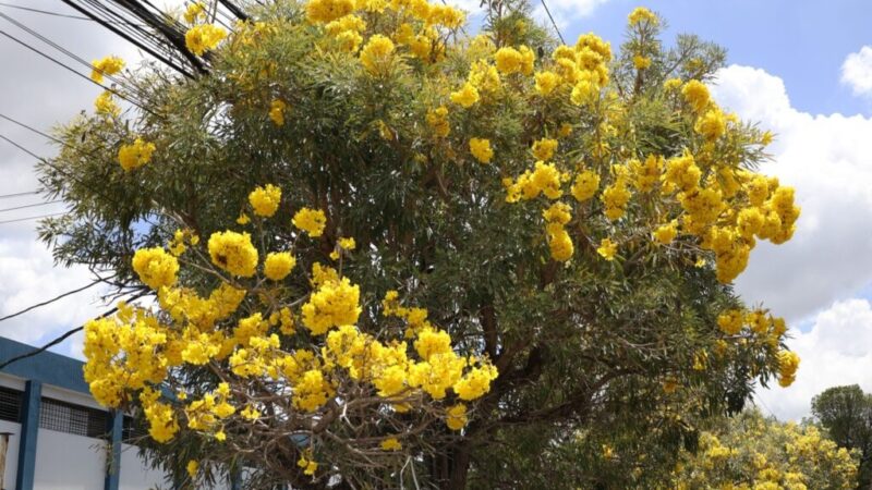 La magia del roble amarillo transforma el Distrito Nacional