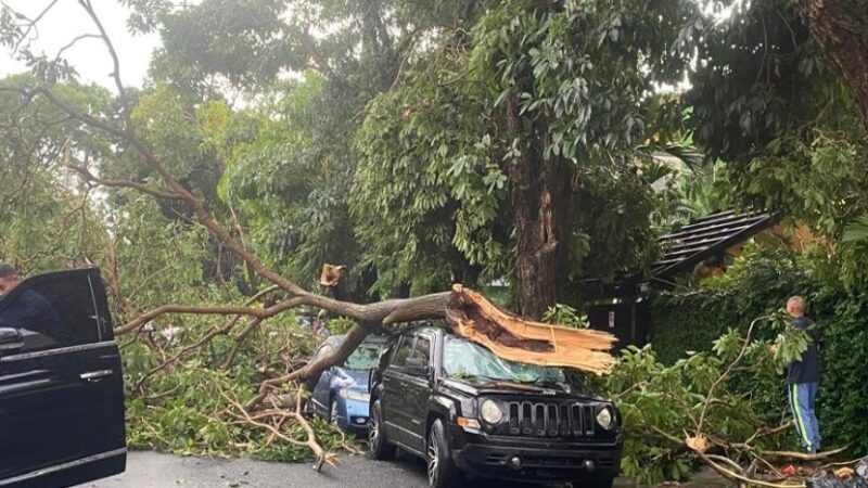 Expertos advierten sobre el manejo adecuado del arbolado urbano ante fenómenos naturales