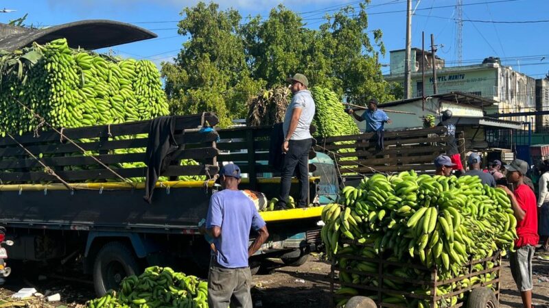 Aumento en guineos verdes y descenso en plátanos: un respiro parcial para el consumidor