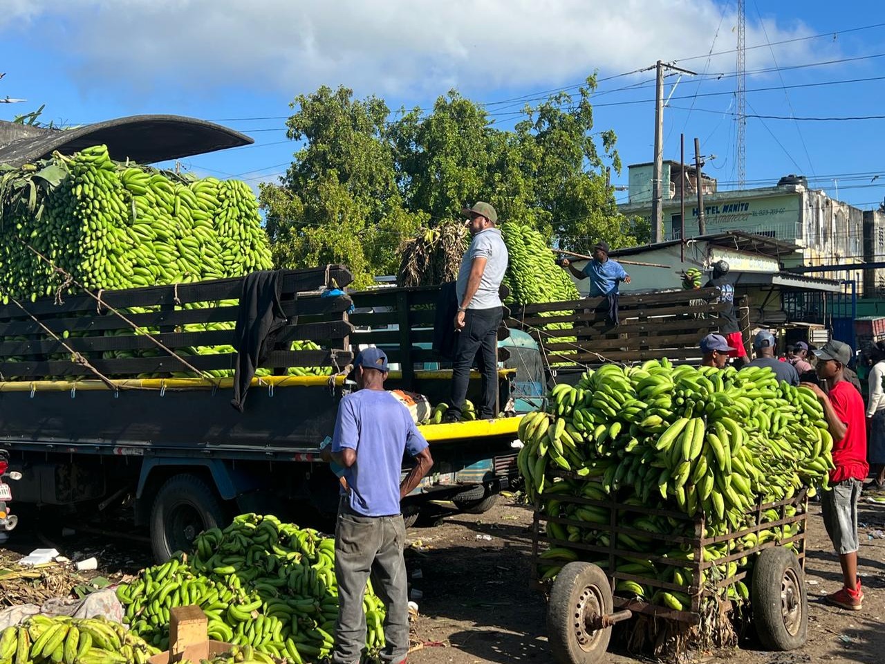 Aumento en guineos verdes y descenso en plátanos: un respiro parcial para el consumidor