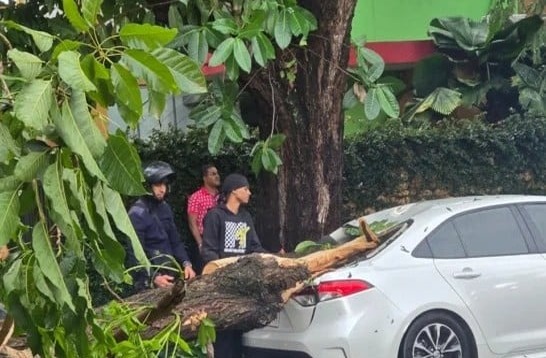 Lluvias causan estragos en el Distrito Nacional con árboles derribados