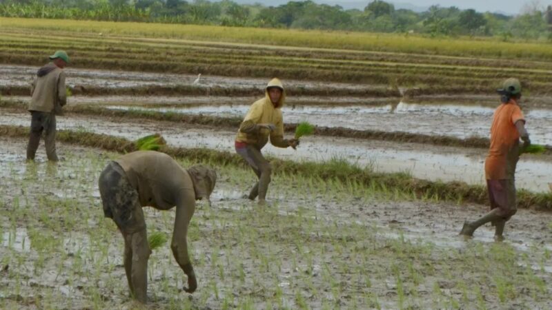 República Dominicana cierra brecha en la producción de arroz comparado con Estados Unidos