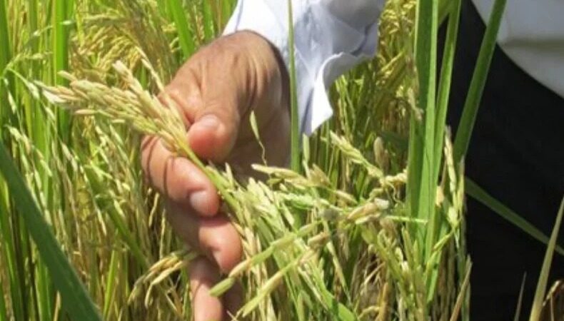 República Dominicana lidera la producción arrocera en el Caribe y Centroamérica