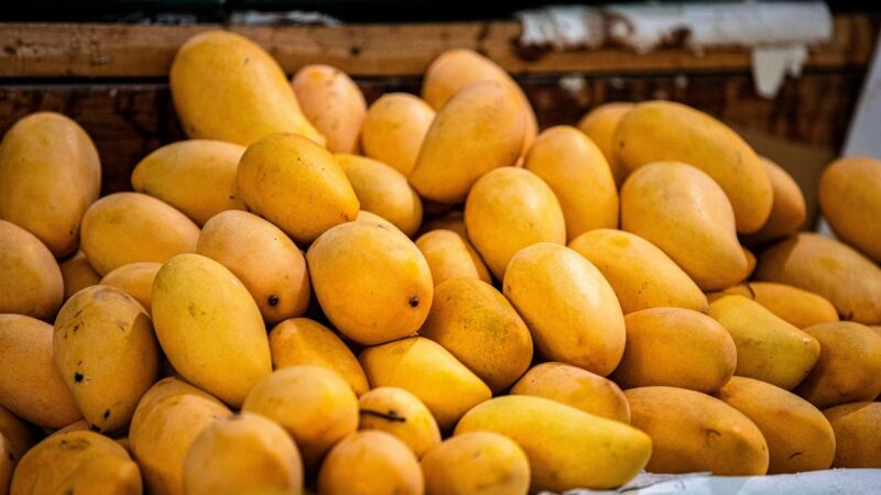 Mango banilejo conquista mercados internacionales con nuevas variedades