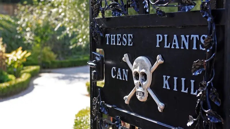 El Jardín de los Venenos: Un Paseo por la Flora Letal del Castillo de Alnwick