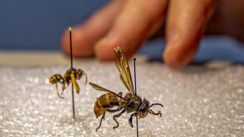 Estudio revela que el avispón asiático no incrementa las muertes por picaduras en España
