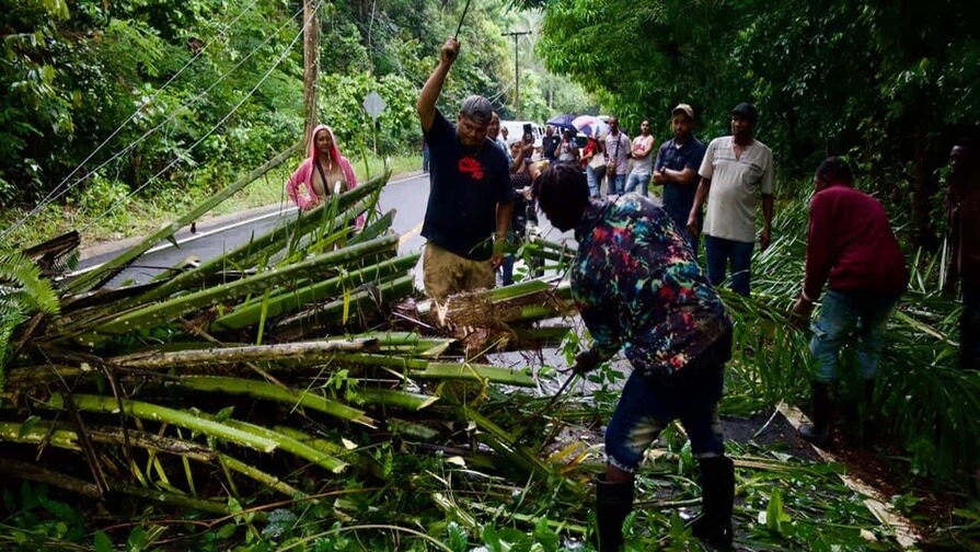 Palma derribada provoca caos vehicular en Bayaguana