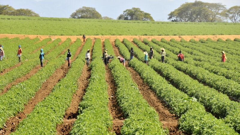 Sostenido crecimiento del crédito agropecuario en la República Dominicana
