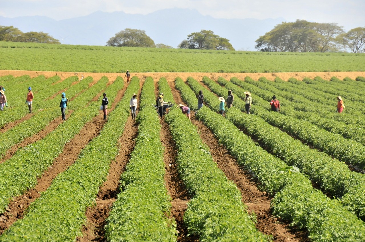 Sostenido crecimiento del crédito agropecuario en la República Dominicana