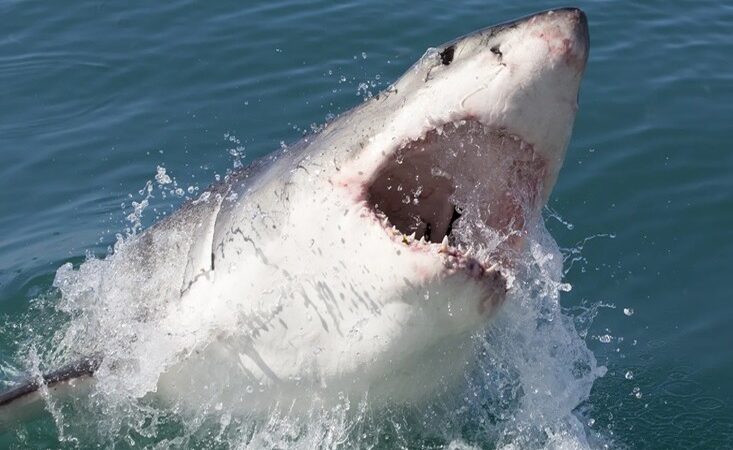Comienza la temporada de tiburones en playas populares entre dominicanos en Nueva York