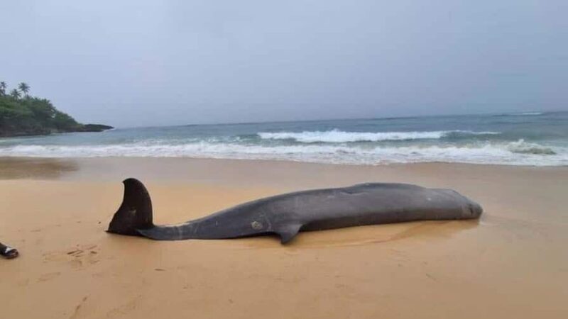 Encuentran ballena picuda sin vida en Río San Juan