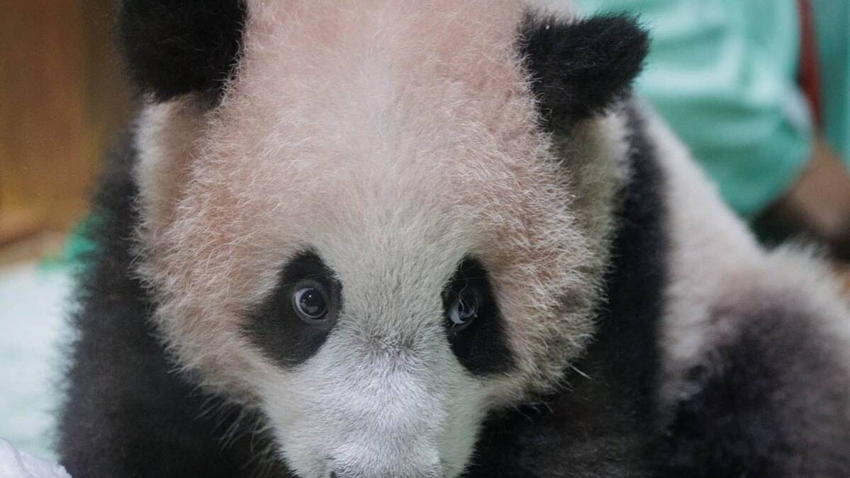 El primer panda gigante nacido en Indonesia se prepara para su debut público