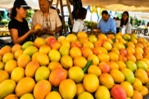 Feria del Mango en Baní Resalta el Impacto del Mango Mingolo