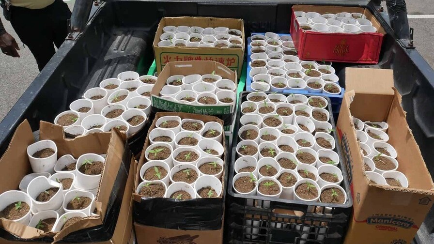 Desmantelan Plantación de Marihuana en La Cuaba: 421 Plantas Incautadas