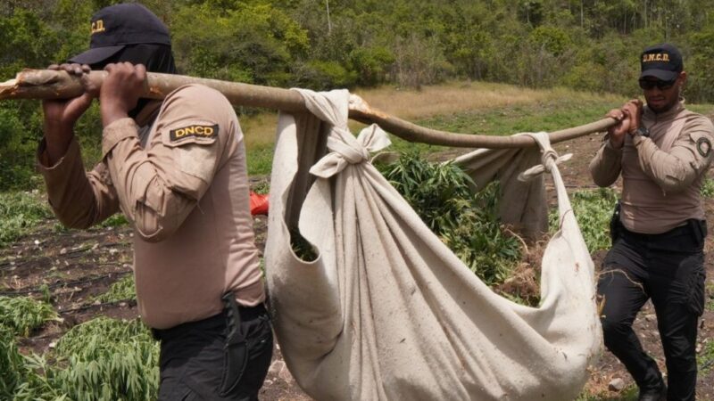 Histórico Desmantelamiento de Plantación de Marihuana en Ocoa