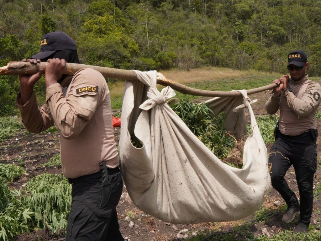 Histórico Desmantelamiento de Plantación de Marihuana en Ocoa