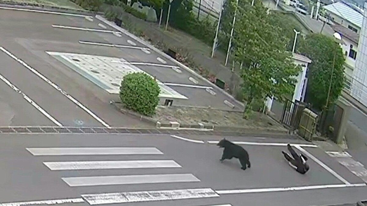 Ataque de oso deja cuatro heridos en Fukushima, Japón