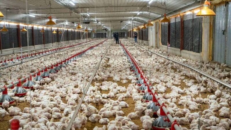 Nueva Ley de Exoneración ISR Impulsa el Sector Agropecuario Dominicano
