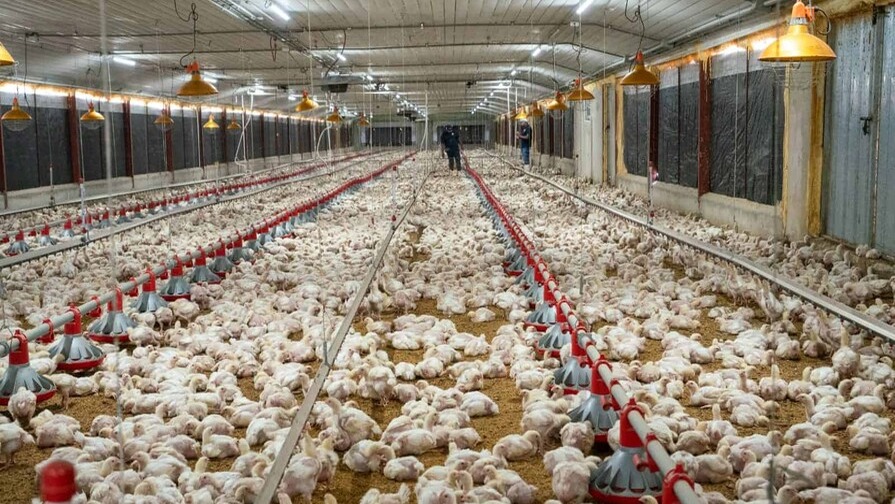 Nueva Ley de Exoneración ISR Impulsa el Sector Agropecuario Dominicano