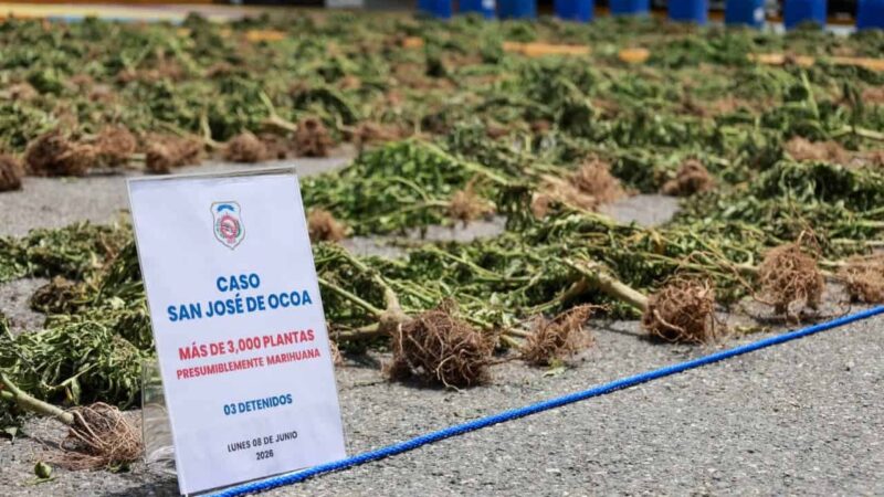 Desmantelan Plantación de Marihuana en San José de Ocoa
