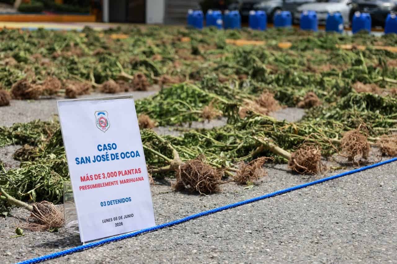 Desmantelan Plantación de Marihuana en San José de Ocoa
