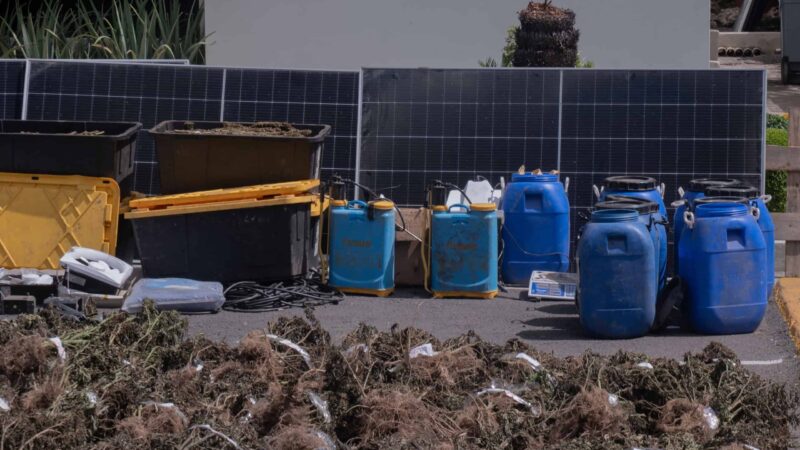 Histórica Incautación de Marihuana en Ocoa: Un Golpe al Narcotráfico en RD