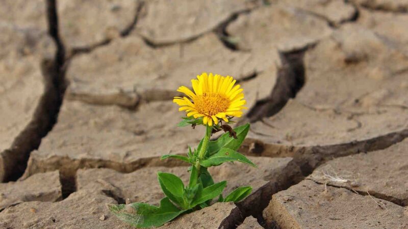 Compromiso Global: Día Mundial contra la Desertificación y la Sequía