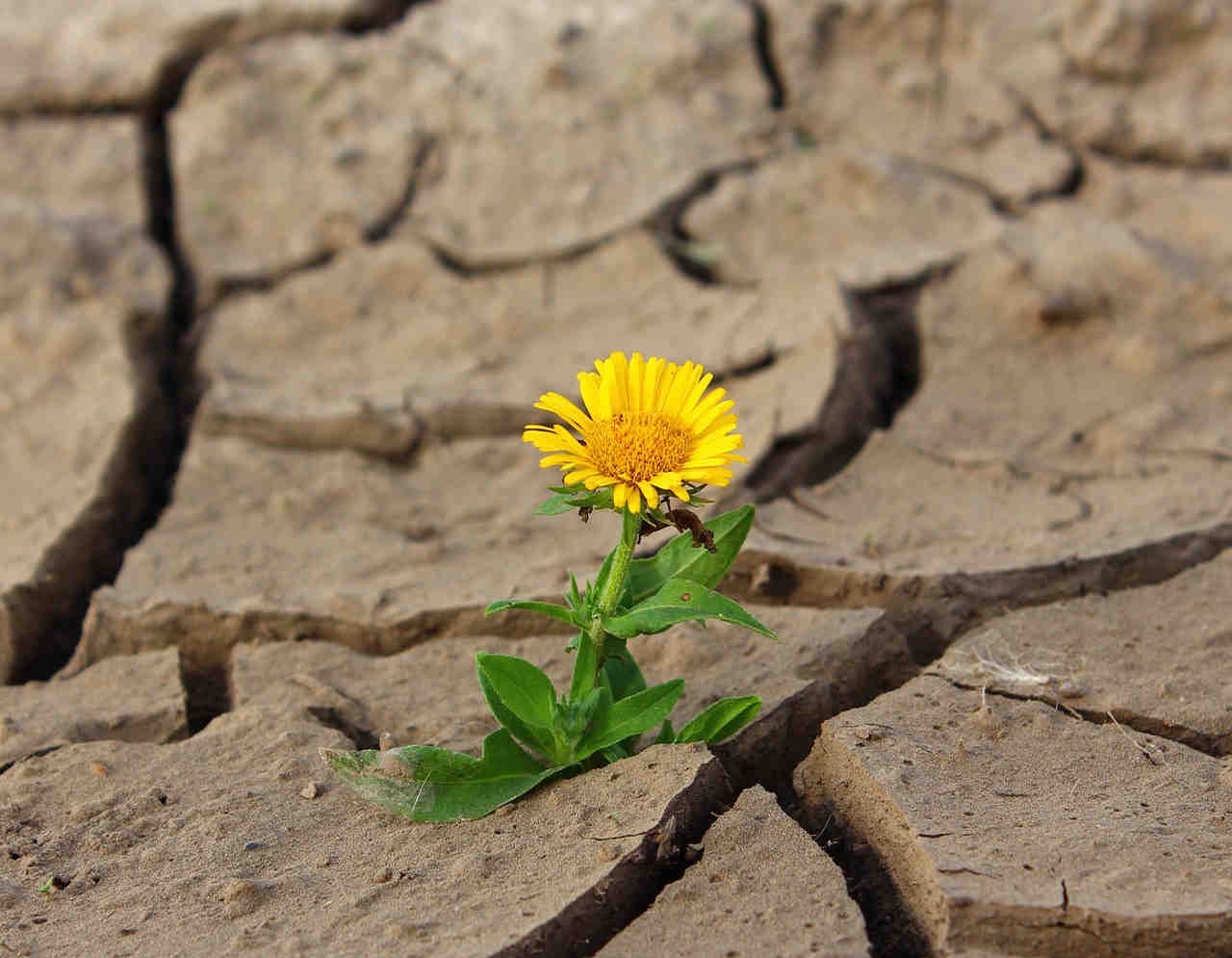 Compromiso Global: Día Mundial contra la Desertificación y la Sequía