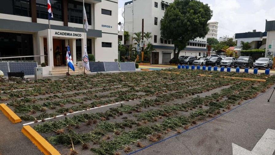 Histórico Decomiso de Marihuana en San José de Ocoa