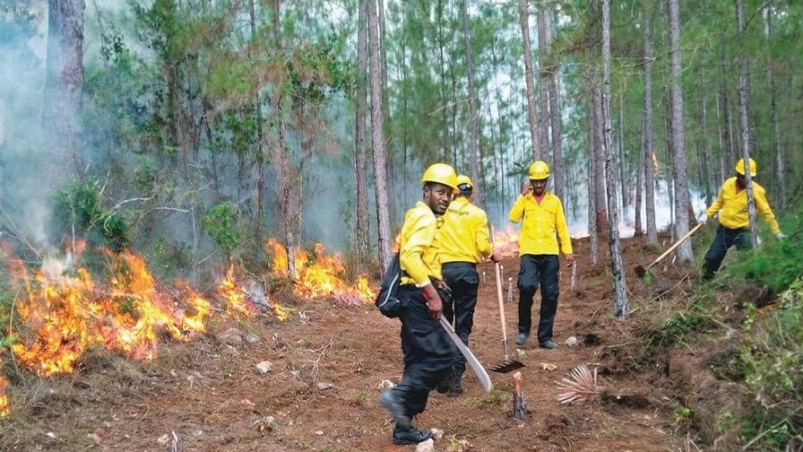 Llamado urgente a prevenir incendios forestales en el Día Mundial del Medio Ambiente