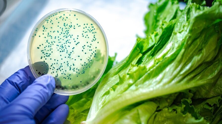 La contaminación alimentaria causa 1.5 millones de muertes anuales, según la OMS