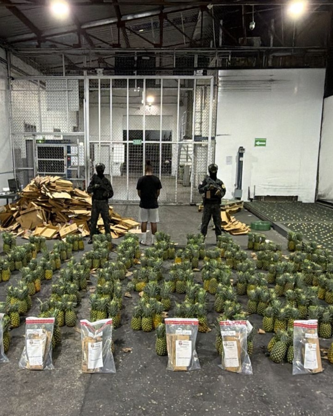Desmantelan Operación de Cocaína Oculta en Piñas con Destino a Afganistán