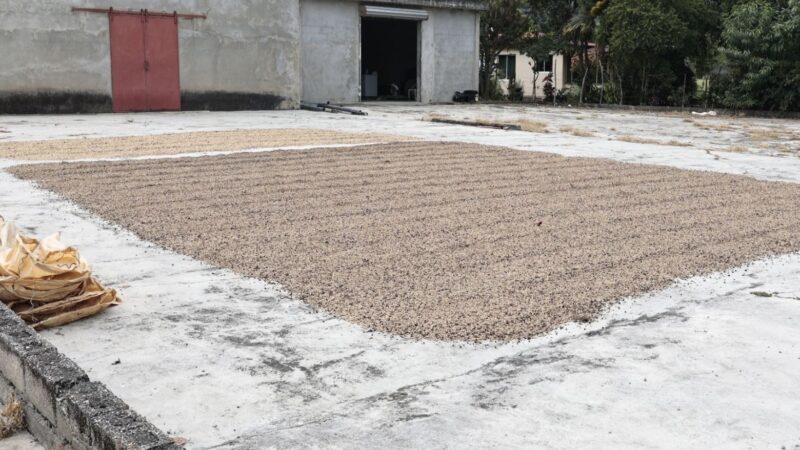 Desafíos y Resiliencia en la Producción de Café en República Dominicana