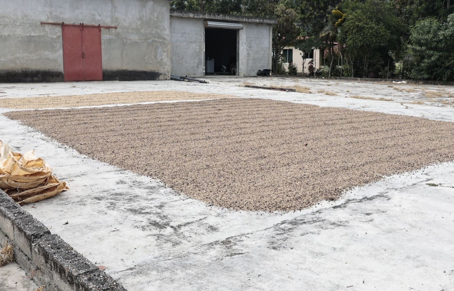 Desafíos y Resiliencia en la Producción de Café en República Dominicana